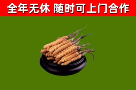 梅河口市回收冬虫夏草